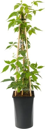 Bosrank (Clematis Montana 'Rubens') D 23 H 117 Cm 1 Bosrank (Clematis Montana 'Rubens') D 23 H 117 Cm