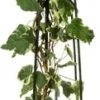 Klimop (Hedera 'Gloire De Marengo') D 23 H 117 Cm