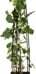 Klimop (Hedera 'Gloire De Marengo') D 23 H 117 Cm