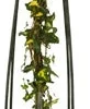 Klimop (Hedera Helix 'Goldheart') D 23 H 117 Cm