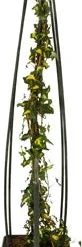 Klimop (Hedera Helix 'Goldheart') D 23 H 117 Cm