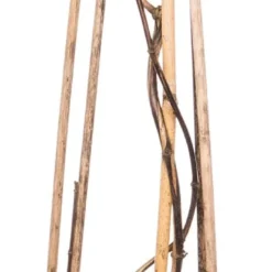 Kamperfoelie (Lonicera Henryi 'Copper Beauty') D 16 H 75 Cm