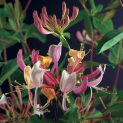 Kamperfoelie (Lonicera Periclymenum 'Serotina') D 23 H 117 Cm -Aanbiedingen Buiten Joy Winkel 8714339262658 2