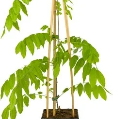 Blauwe Regen (Wisteria Floribunda 'Alba') D 16 H 75 Cm