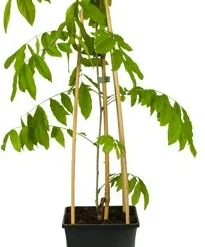 Blauwe Regen (Wisteria Floribunda 'Rosea') D 16 H 75 Cm