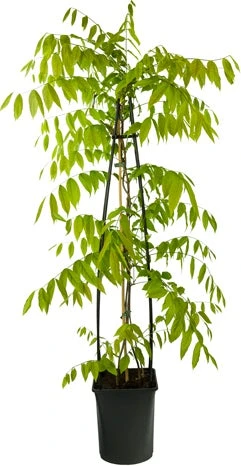 Blauwe Regen (Wisteria Floribunda 'Rosea') D 23 H 117 Cm 1 Blauwe Regen (Wisteria Floribunda 'Rosea') D 23 H 117 Cm