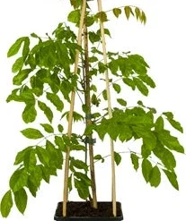 Blauwe Regen (Wisteria Sinensis) D 16 H 75 Cm