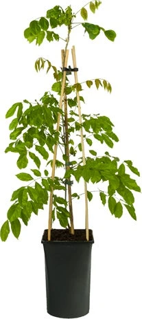 Blauwe Regen (Wisteria Sinensis) D 16 H 75 Cm 1 Blauwe Regen (Wisteria Sinensis) D 16 H 75 Cm