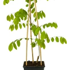 Blauwe Regen (Wisteria Sinensis 'Prolific') D 16 H 75 Cm