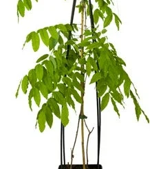 Blauwe Regen (Wisteria Sinensis 'Prolific') D 23 H 117 Cm