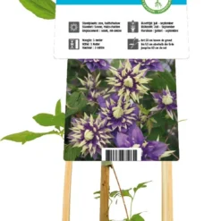 Grootbloemige Bosrank (Clematis Florida 'Taiga') D 17 H 75 Cm