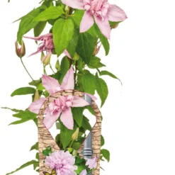 Bosrank (Clematis 'Multi Pink') D 17 H 75 Cm