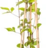 Bosrank (Clematis Vitalba 'Vitiwester') D 17 H 75 Cm