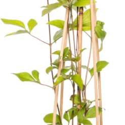 Bosrank (Clematis Vitalba 'Vitiwester') D 17 H 75 Cm