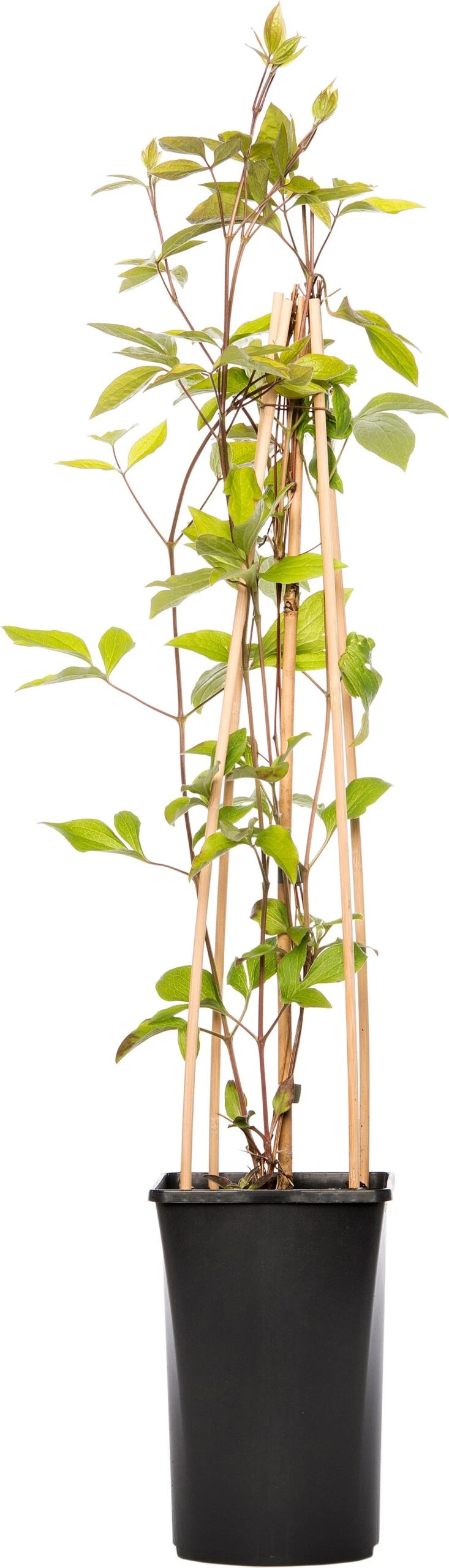 Bosrank (Clematis Vitalba 'Vitiwester') D 17 H 75 Cm 1 Bosrank (Clematis Vitalba 'Vitiwester') D 17 H 75 Cm