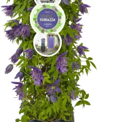 Bosrank (Clematis 'Octopus' PBR) D 19 H 60 Cm