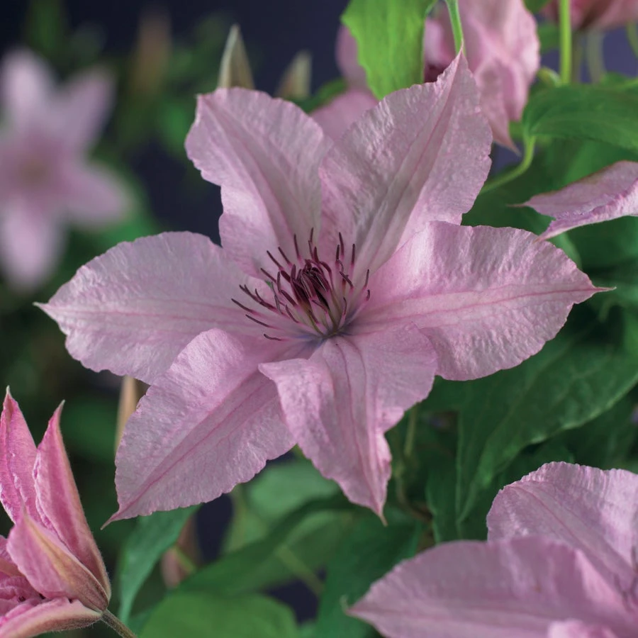 Bosrank (Clematis 'Hagley Hybrid') D 23 H 210 Cm 2 Bosrank (Clematis 'Hagley Hybrid') D 23 H 210 Cm - Afbeelding 2