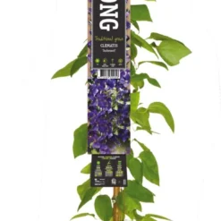 Bosrank (Clematis 'Jackmanii') D 23 H 210 Cm