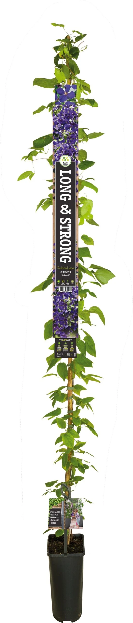 Bosrank (Clematis 'Jackmanii') D 23 H 210 Cm 2 Bosrank (Clematis 'Jackmanii') D 23 H 210 Cm - Afbeelding 2