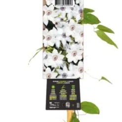 Bosrank (Clematis 'Miss Bateman') D 23 H 210 Cm