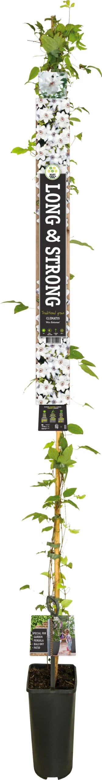 Bosrank (Clematis 'Miss Bateman') D 23 H 210 Cm 1 Bosrank (Clematis 'Miss Bateman') D 23 H 210 Cm