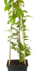 Bosrank (Clematis 'Nelly Moser') D 23 H 210 Cm