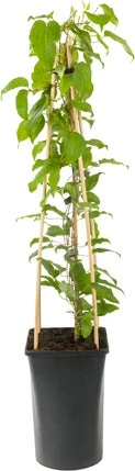 Bosrank (Clematis 'Nelly Moser') D 23 H 210 Cm 1 Bosrank (Clematis 'Nelly Moser') D 23 H 210 Cm