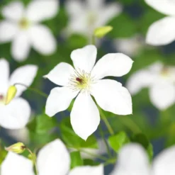 Bosrank (Clematis 'Ville De Lyon') D 23 H 210 Cm 5 Bosrank (Clematis 'Ville De Lyon') D 23 H 210 Cm -Aanbiedingen Buiten Joy Winkel 8714339326152 2