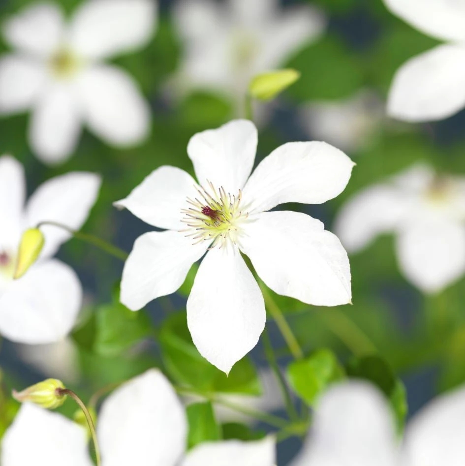 Bosrank (Clematis 'Ville De Lyon') D 23 H 210 Cm 3 Bosrank (Clematis 'Ville De Lyon') D 23 H 210 Cm - Afbeelding 3