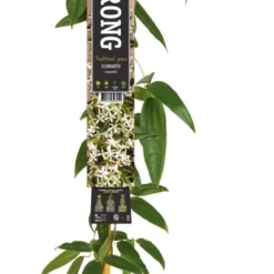 Groenblijvende Bosrank (Clematis Armandii) D 23 H 210 Cm