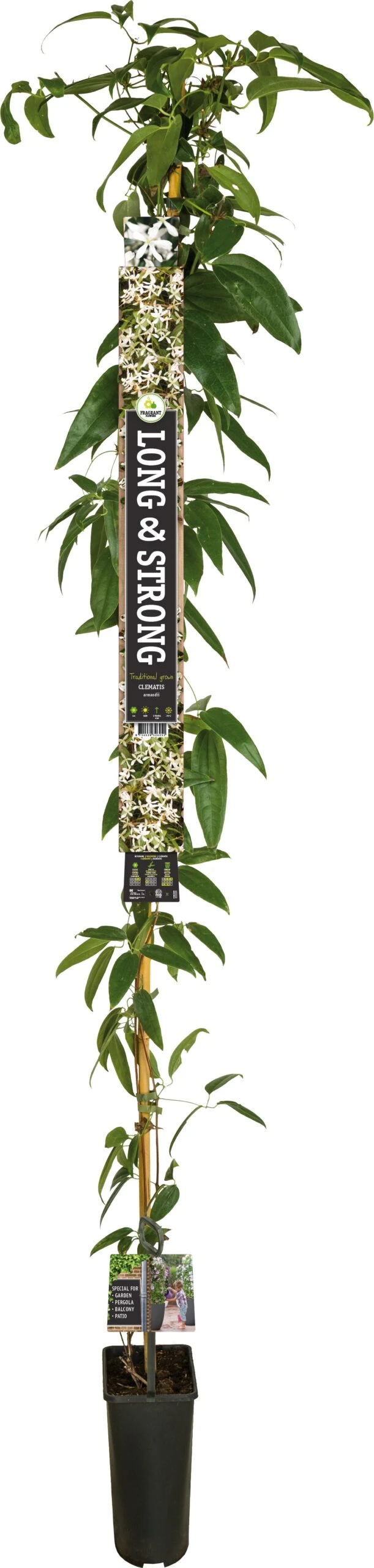 Groenblijvende Bosrank (Clematis Armandii) D 23 H 210 Cm 2 Groenblijvende Bosrank (Clematis Armandii) D 23 H 210 Cm - Afbeelding 2