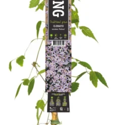 Bosrank (Clematis Montana 'Rubens') D 23 H 210 Cm