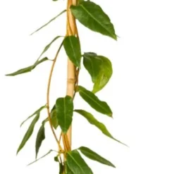 Kamperfoelie (Lonicera Henryi 'Copper Beauty') D 23 H 210 Cm