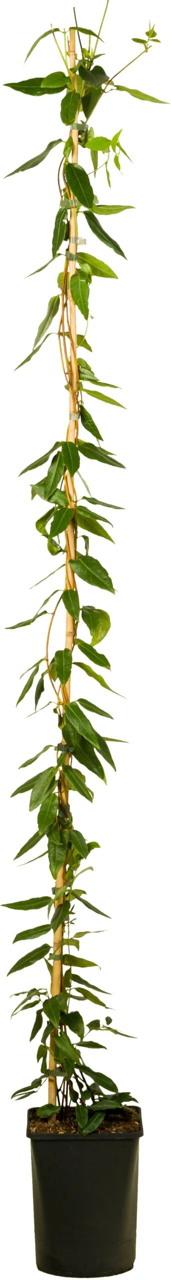 Kamperfoelie (Lonicera Henryi 'Copper Beauty') D 23 H 210 Cm 1 Kamperfoelie (Lonicera Henryi 'Copper Beauty') D 23 H 210 Cm