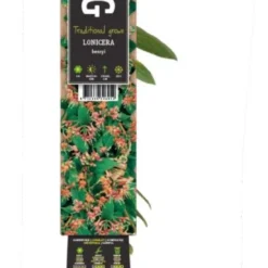 Kamperfoelie (Lonicera Henryi) D 23 H 210 Cm