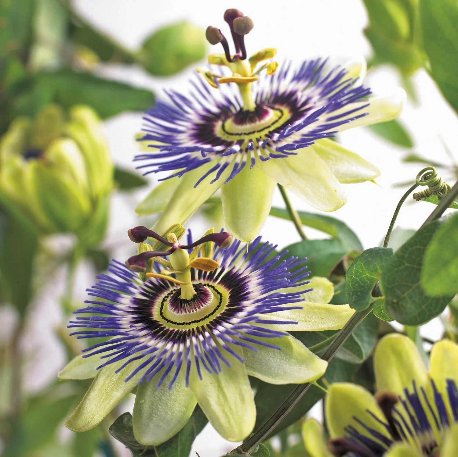 Passiebloem (Passiflora Caerulea) D 23 H 210 Cm 2 Passiebloem (Passiflora Caerulea) D 23 H 210 Cm - Afbeelding 2