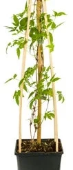 Bosrank (Clematis 'Spiky') D 23 H 210 Cm