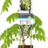 Blauwe Regen (Wisteria Floribunda 'Alba') D 23 H 210 Cm