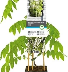 Blauwe Regen (Wisteria Floribunda 'Alba') D 23 H 210 Cm