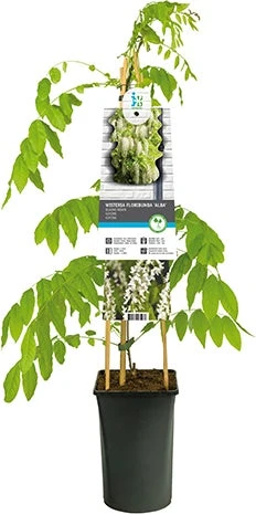 Blauwe Regen (Wisteria Floribunda 'Alba') D 23 H 210 Cm 1 Blauwe Regen (Wisteria Floribunda 'Alba') D 23 H 210 Cm