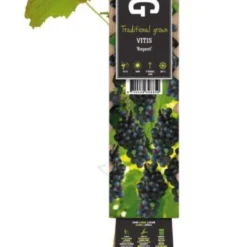 Blauwe Druif (Vitis Vinifera 'Regent') D 23 H 210 Cm