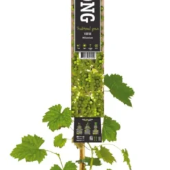 Pitloze Witte Druif (Vitis Vinifera 'Millennium') D 23 H 210 Cm