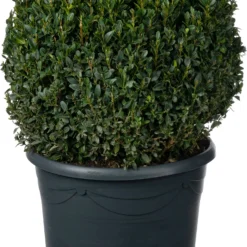 Buxus (Buxus Sempervirens) D 30 H 30 Cm