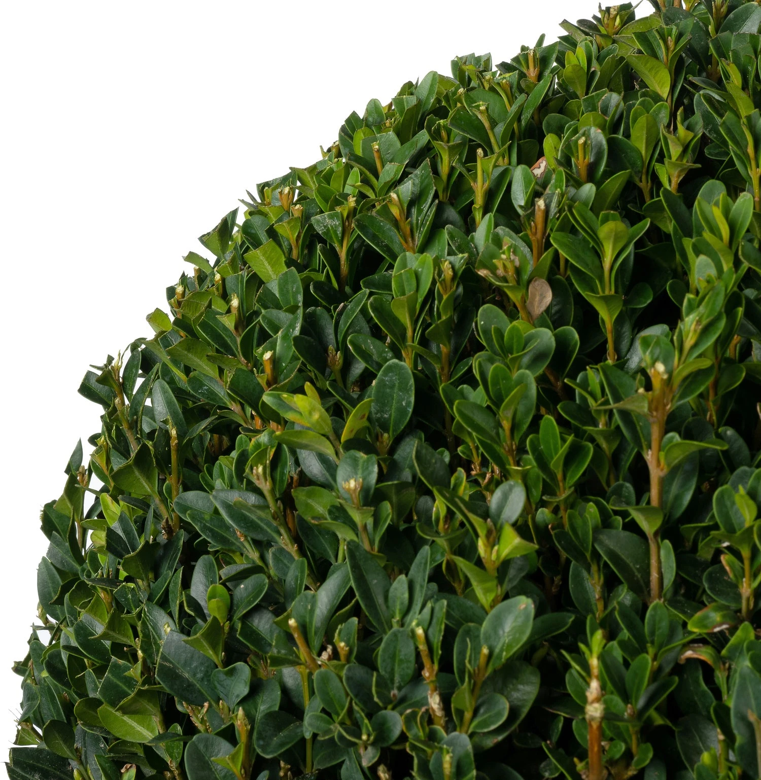 Buxus (Buxus Sempervirens) D 30 H 30 Cm 2 Buxus (Buxus Sempervirens) D 30 H 30 Cm - Afbeelding 2