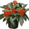Skimmia (Skimmia Japonica 'reevesiana') D 15 H 20 Cm