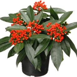 Skimmia (Skimmia Japonica 'reevesiana') D 15 H 20 Cm