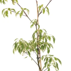 Kornoelje (Cornus Controversa 'Variegata') D 23 H 60 Cm