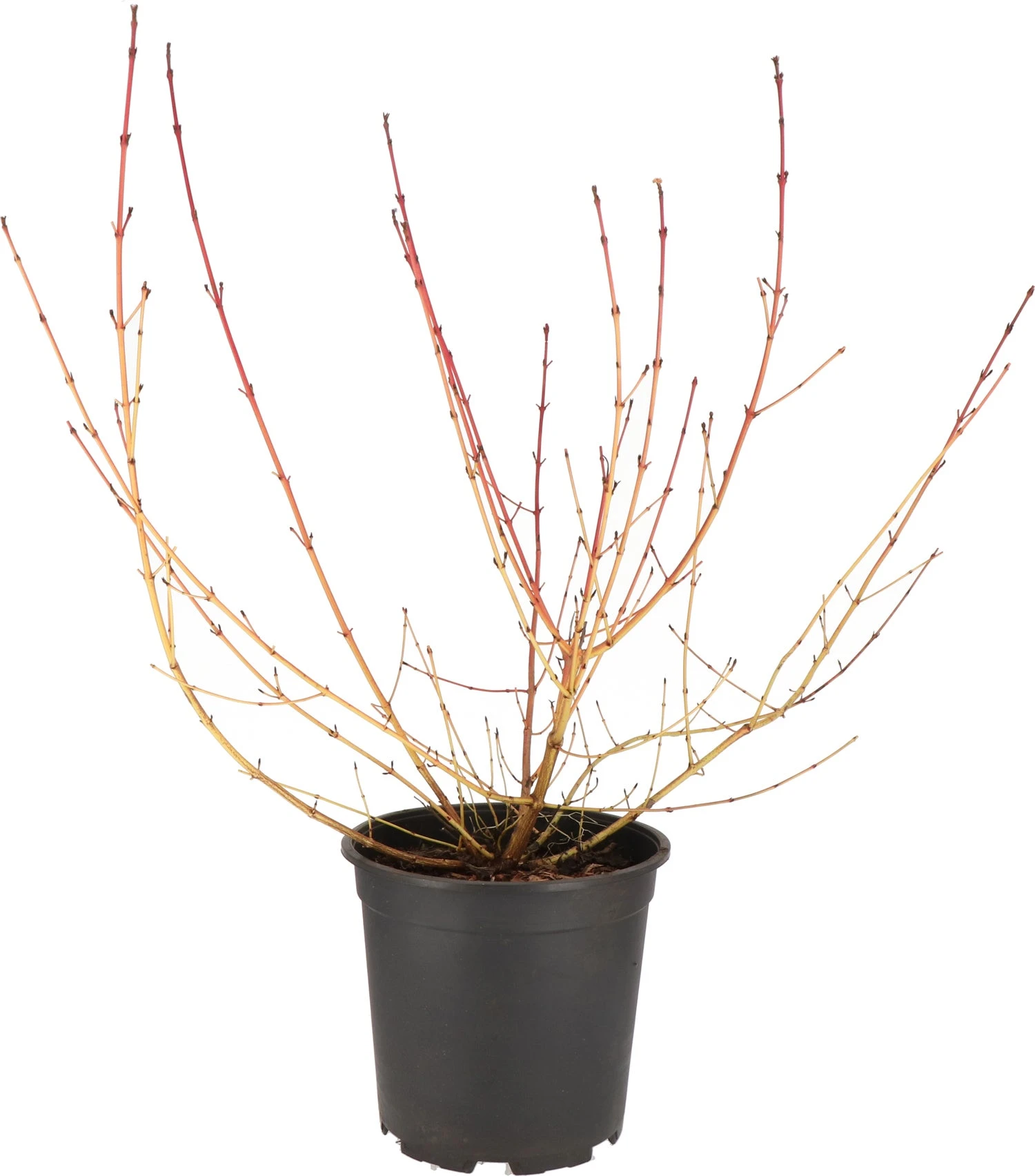 Kornoelje (Cornus Sanguinea 'Midwinter Fire') D 24 H 60 Cm 1 Kornoelje (Cornus Sanguinea 'Midwinter Fire') D 24 H 60 Cm