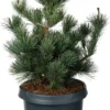Japanse Den (Pinus Parviflora 'Negishi') D 23 H 45 Cm