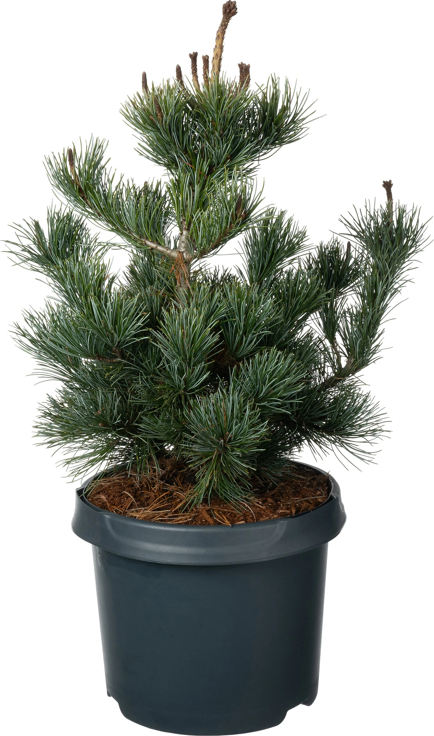 Japanse Den (Pinus Parviflora 'Negishi') D 23 H 45 Cm 1 Japanse Den (Pinus Parviflora 'Negishi') D 23 H 45 Cm